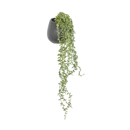 trailing succulent in pot Trailing Succulent in Pot