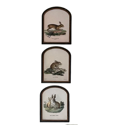 Arched Framed Rabbit Print