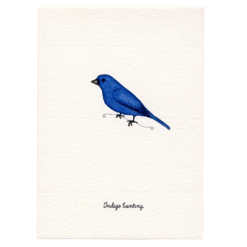 Tiny Boxed Cards - Birds