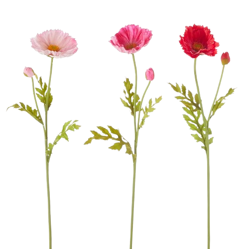 Poppy Stem