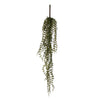 Hanging Succulent Bush