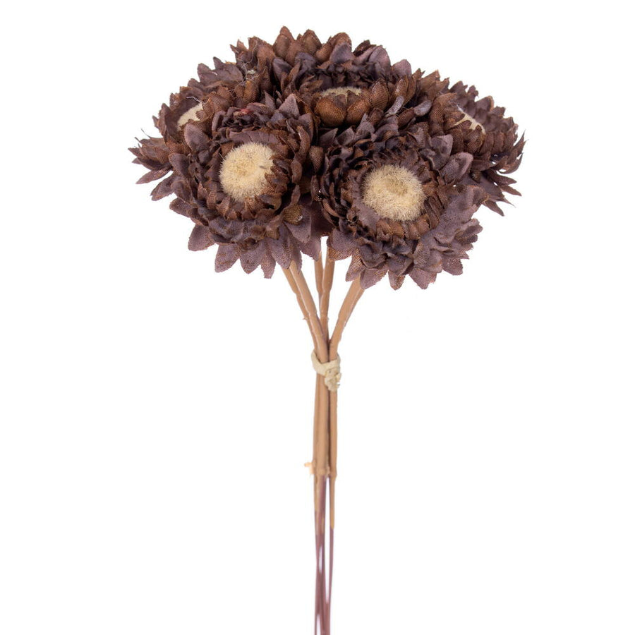 Daisy Strawflower Stem, brown