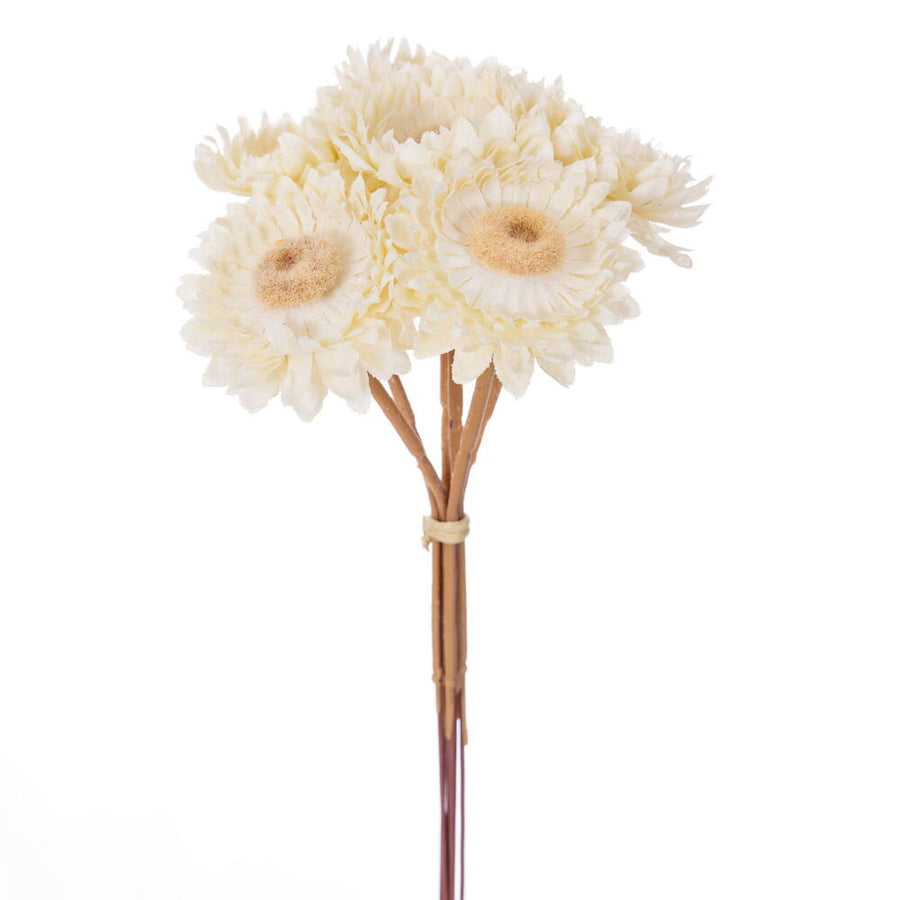 Daisy Strawflower Stem, cream