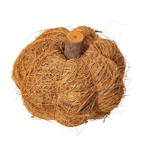 Dried Botanical Pumpkin