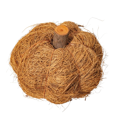 Dried Botanical Pumpkin