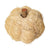Dried Botanical Pumpkin, bleached