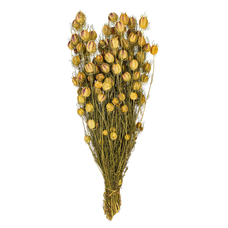 Dried Nigella Bunch, natural green