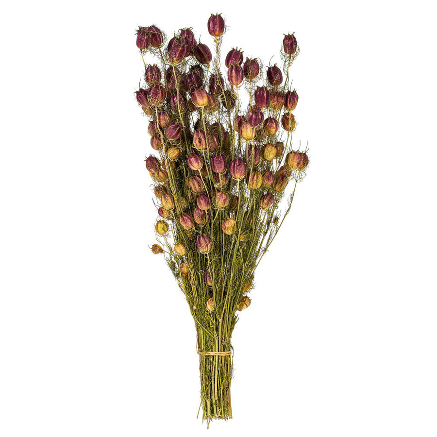 Natural Nigella Bunch, red