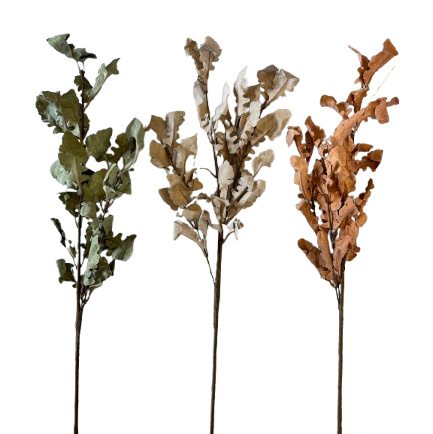 Oak Leaf Stem