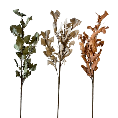 Oak Leaf Stem