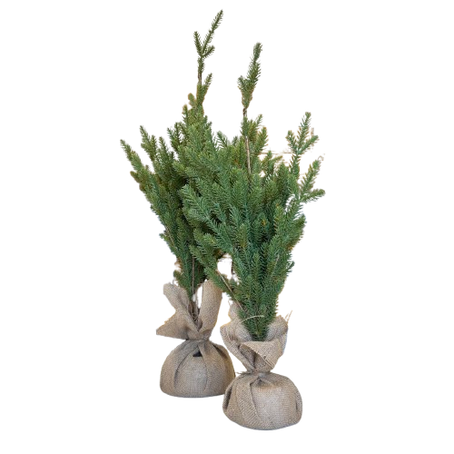 Tree with Jute Base