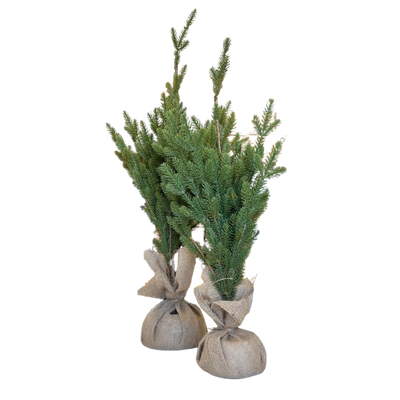 Tree with Jute Base