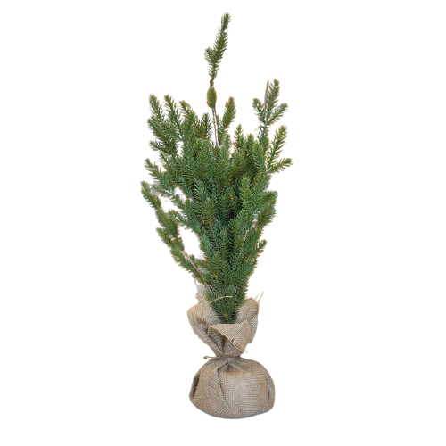 Tree with Jute Base