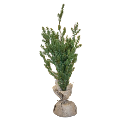 Tree with Jute Base