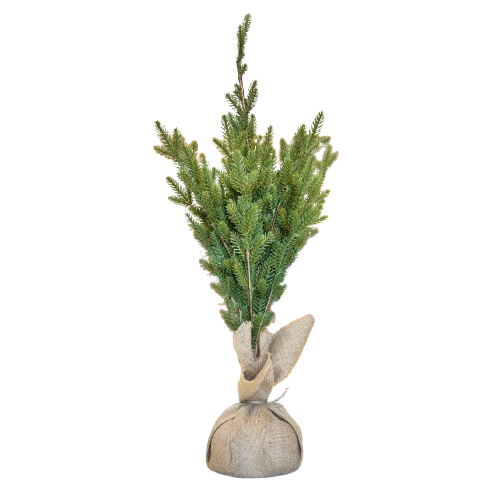 Tree with Jute Base