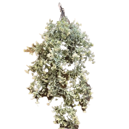 Hanging Miramar Buds