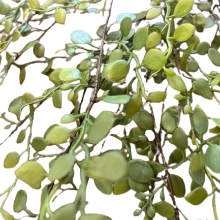 Rarrick Leaves Spray