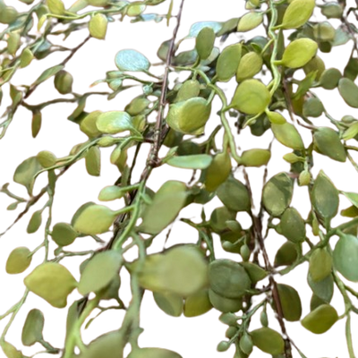 Rarrick Leaves Spray