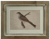 Framed Bird Print, rectangle