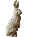 Perched Rabbit