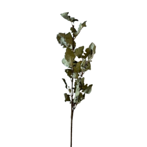 Oak Leaf Stem