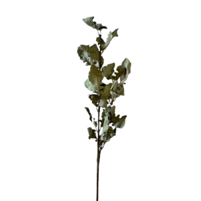 Oak Leaf Stem