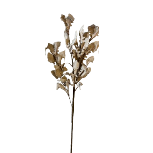 Oak Leaf Stem