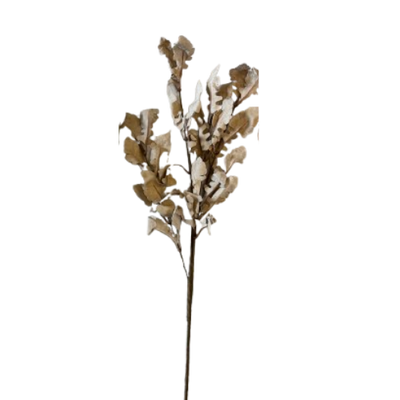 Oak Leaf Stem