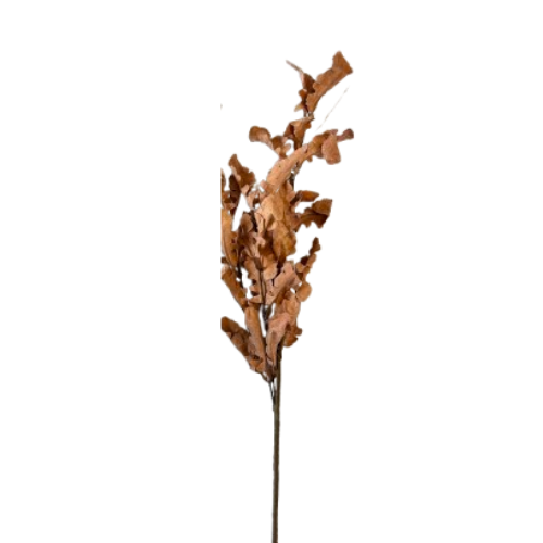 Oak Leaf Stem