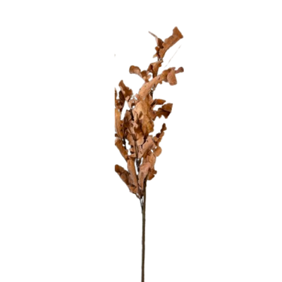 Oak Leaf Stem