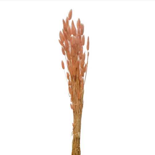 Dried Bunny Tail Grass Bunch, pink