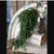 Hanging Cedar Stem
