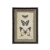 Framed Print, white butterfly