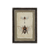 Framed Print, dragonfly/bee