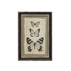 Framed Print, blue butterfly