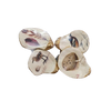 Oyster Shell Magnet