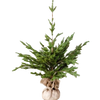 Tree in Jute Bag