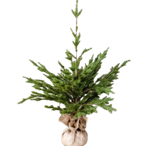 Tree in Jute Bag