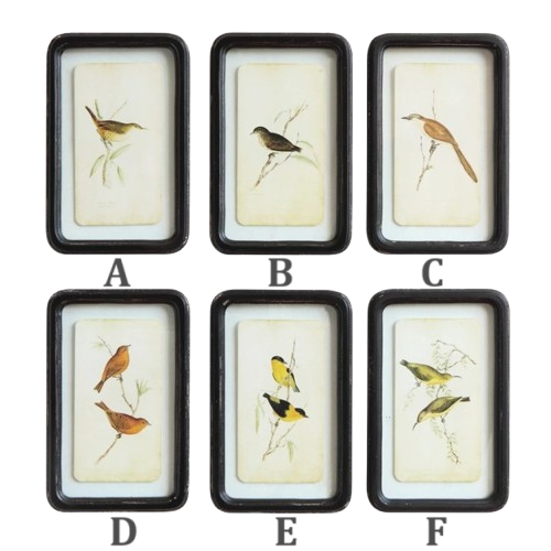 Framed Bird Art