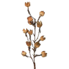 Cotton Pods Stem