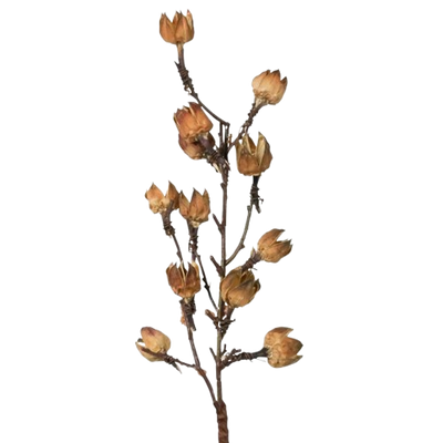 Cotton Pods Stem