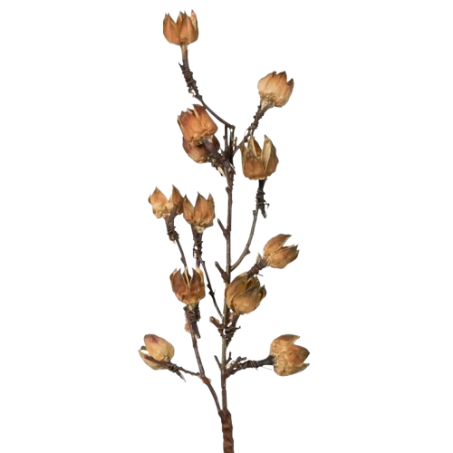 Cotton Pods Stem