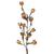 Cotton Pods Stem