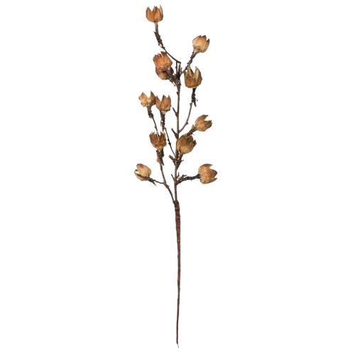 Cotton Pods Stem