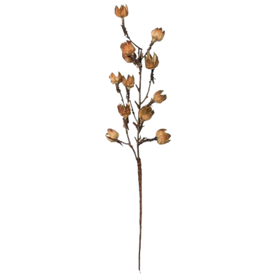 Cotton Pods Stem