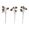 Crab Apple Stem