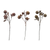 Crab Apple Stem