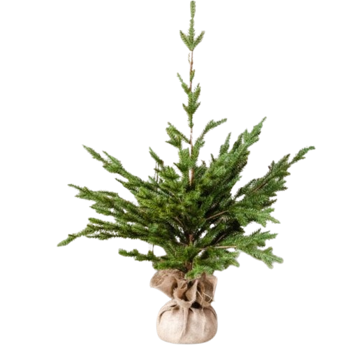 Tree with Jute Base