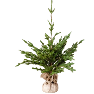 Tree with Jute Base