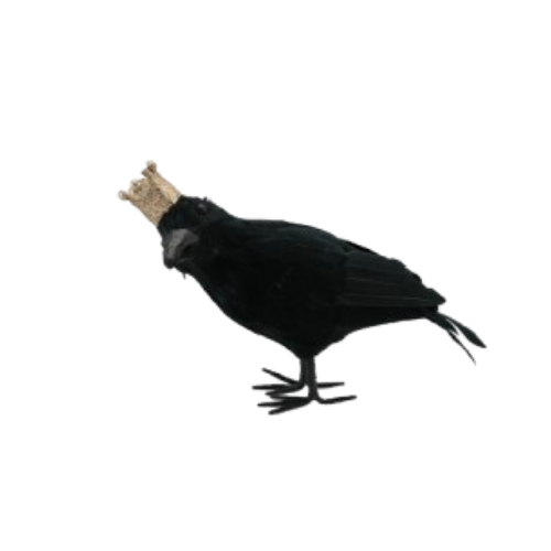 Crowned Crow